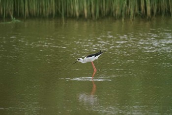 Black-winged Stilt Shinjiko Green Park Fri, 9/2/2022