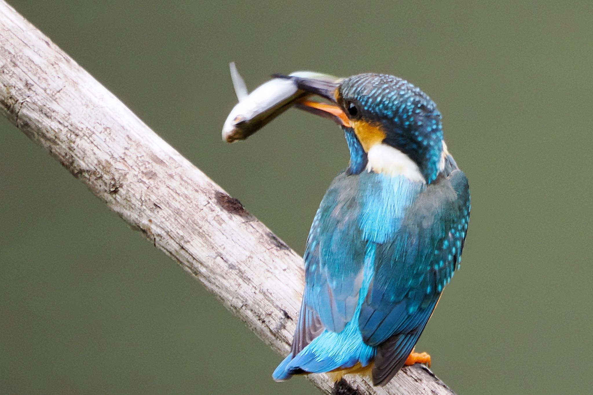 Common Kingfisher