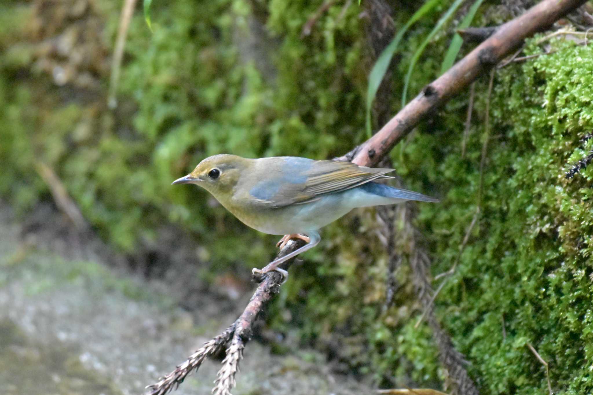 Photo of Siberian Blue Robin at 再度山 by Shunsuke Hirakawa