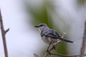 Tropical Mockingbird UNICO 20°N 87°W Riviera Maya Mon, 1/8/2018