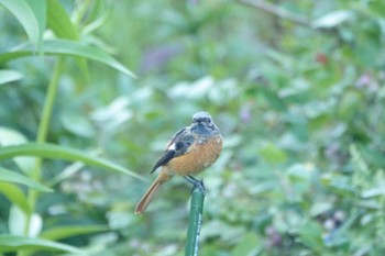 2022年8月27日(土) 女神湖周辺の野鳥観察記録