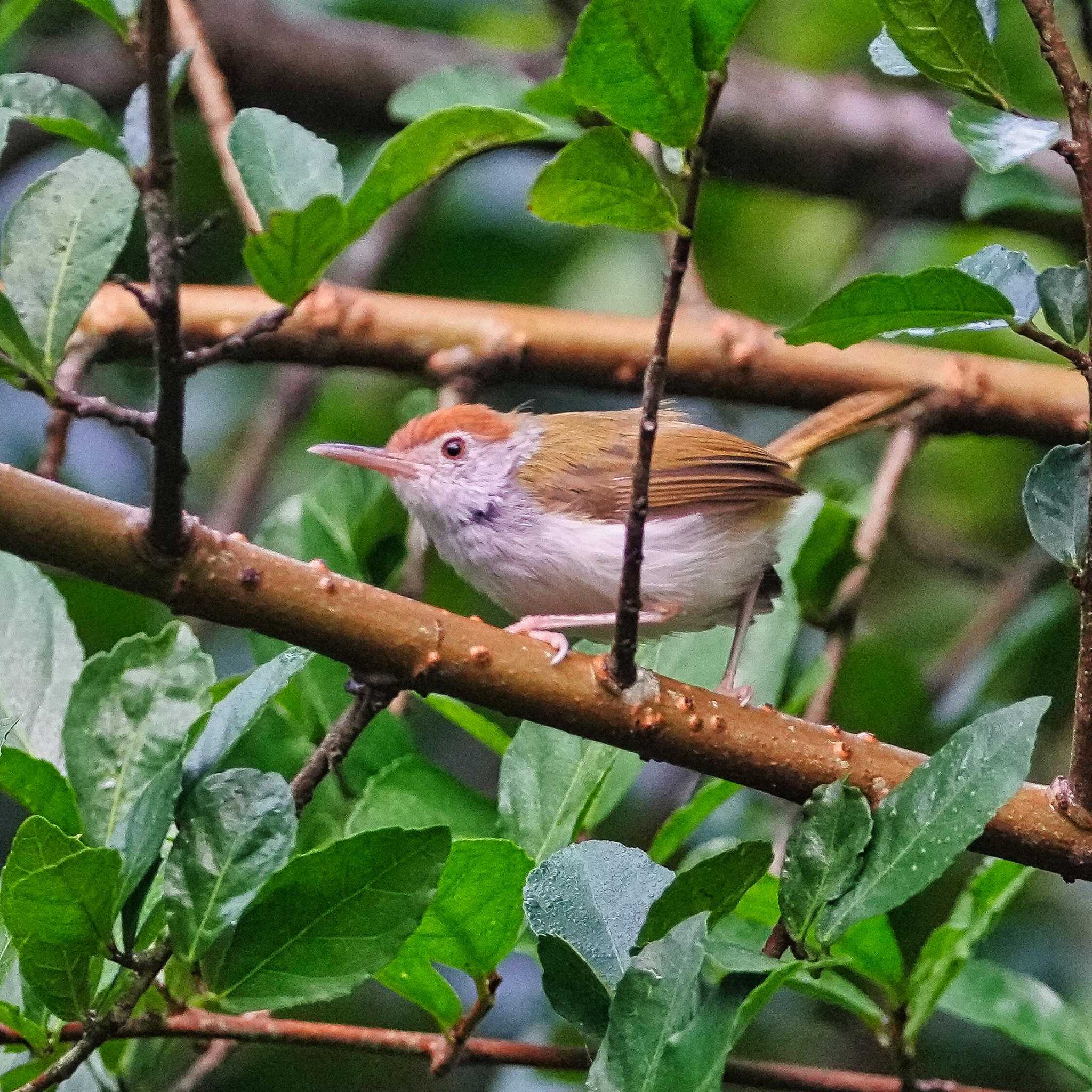 Photo of Common Tailorbird at Khao Mai Keao Reservation Park by span265