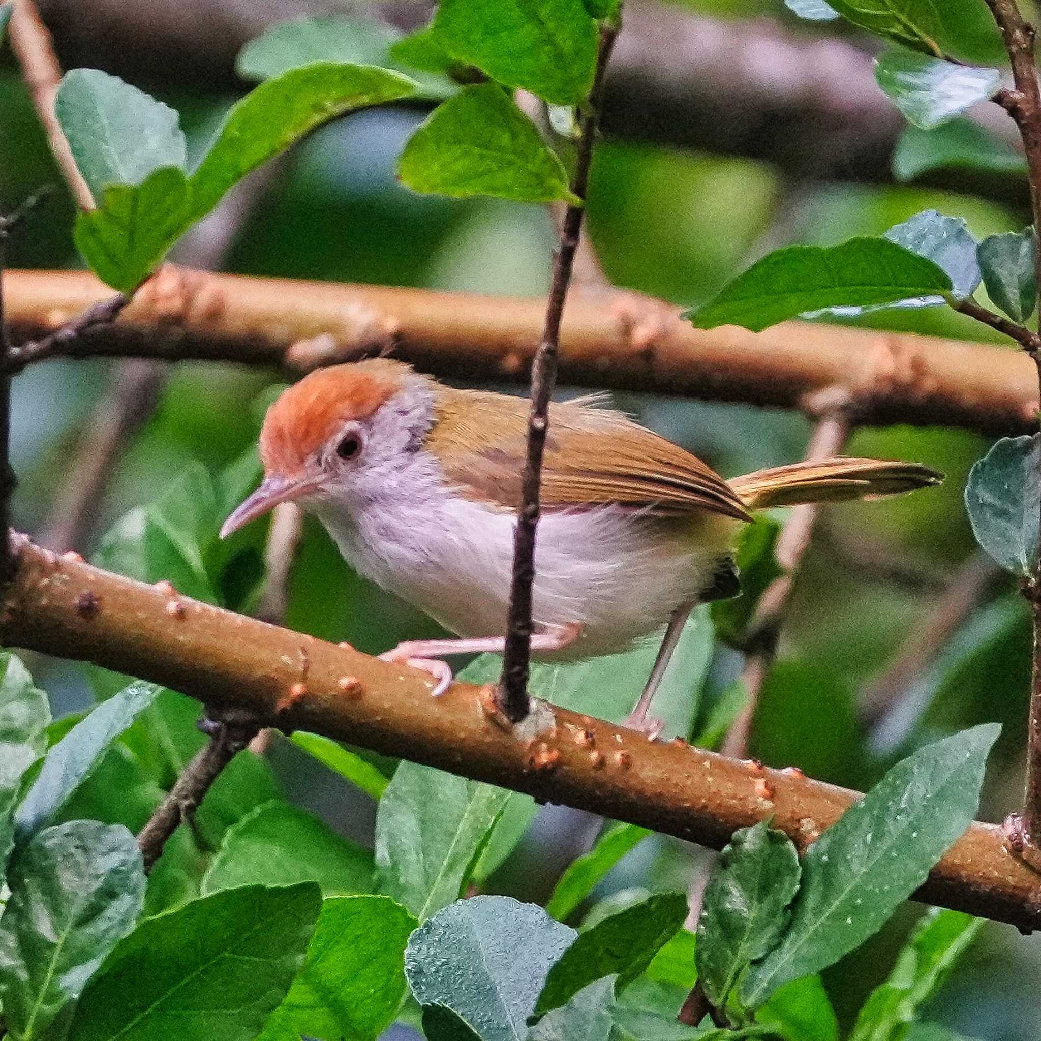 Photo of Common Tailorbird at Khao Mai Keao Reservation Park by span265