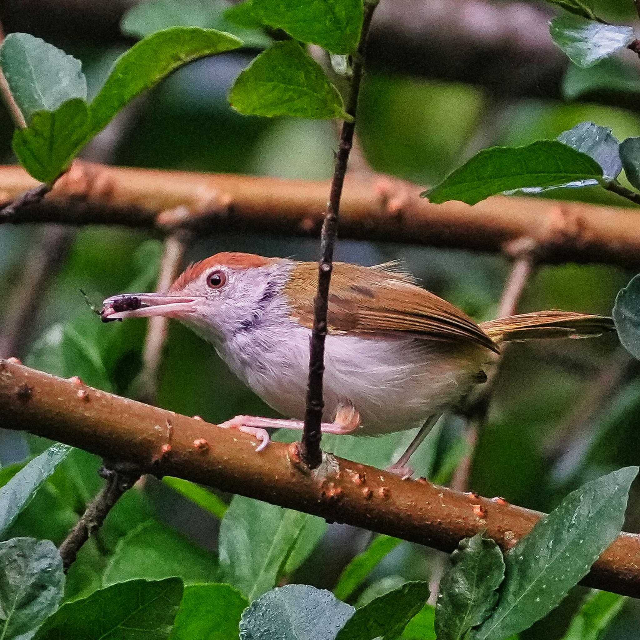 Photo of Common Tailorbird at Khao Mai Keao Reservation Park by span265