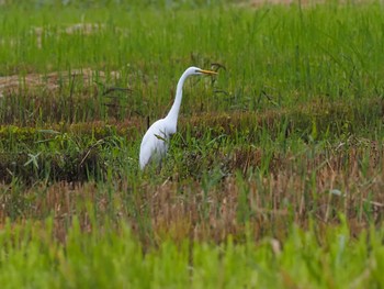 Great Egret 羽生水郷公園 Fri, 9/2/2022