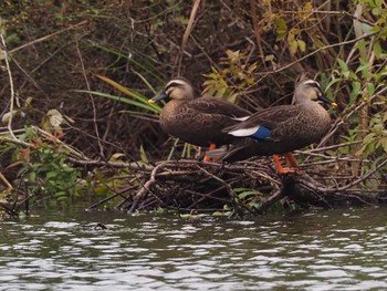 Eastern Spot-billed Duck 羽生水郷公園 Fri, 9/2/2022