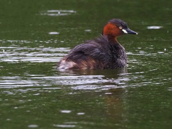 Little Grebe 羽生水郷公園 Fri, 9/2/2022