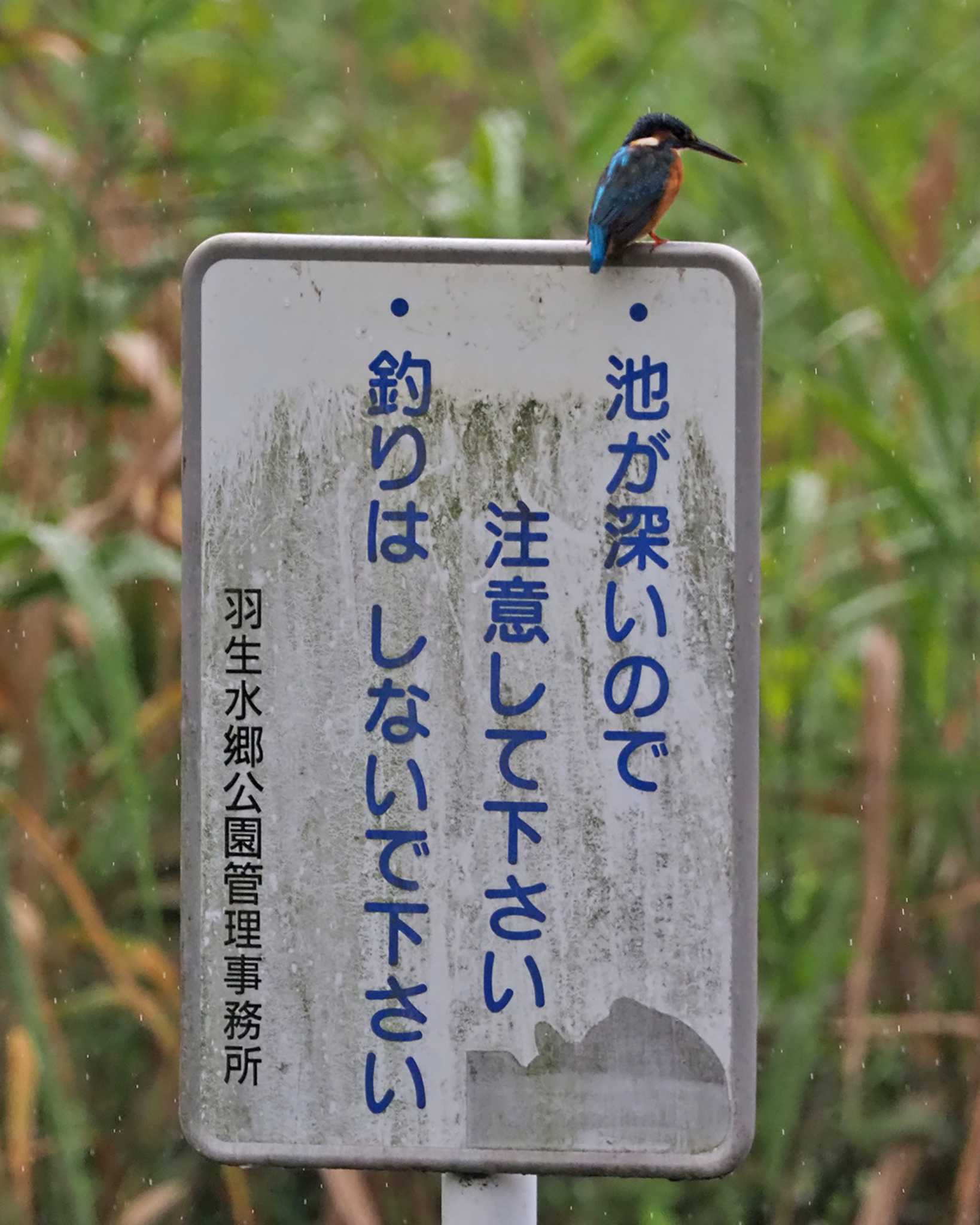 看板の上にちょこんと！ by 日根野 哲也