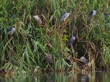 Black-crowned Night Heron 羽生水郷公園 Fri, 9/2/2022