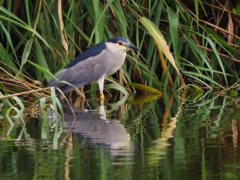 Black-crowned Night Heron 羽生水郷公園 Fri, 9/2/2022