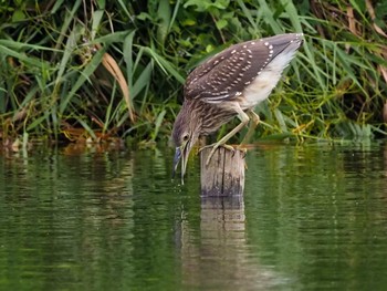 Fri, 9/2/2022 Birding report at 羽生水郷公園