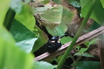 Northern Silvery Kingfisher ラジャ・シカチュナ国立公園 2019年7月19日(金)