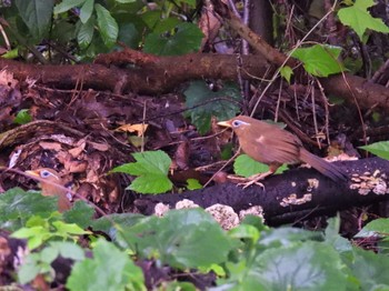 2022年9月3日(土) 秋ヶ瀬公園付近の野鳥観察記録