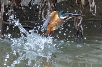 Common Kingfisher 多摩市 Sat, 9/3/2022