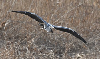 アオサギ 葛西臨海公園 2018年1月29日(月)