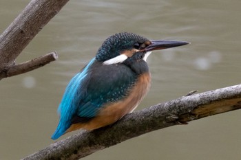 Common Kingfisher 多摩市 Sat, 9/3/2022