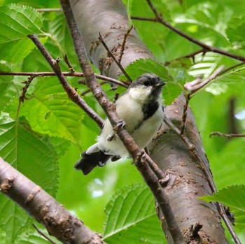 Japanese Tit Nishioka Park Sat, 9/3/2022