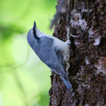 Eurasian Nuthatch Nishioka Park Sat, 9/3/2022