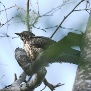 Oriental Cuckoo Nishioka Park Sat, 9/3/2022