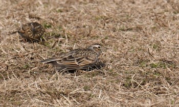 ヒバリ 葛西臨海公園 2018年1月29日(月)