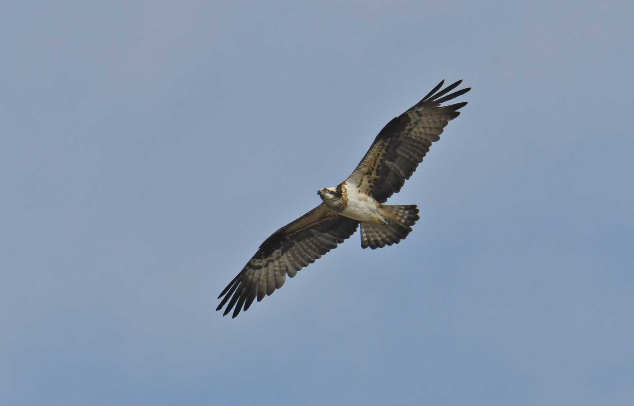 Photo of Osprey at Kasai Rinkai Park by あひる