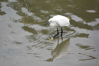 コサギ 与根の三角池 2022年9月2日(金)