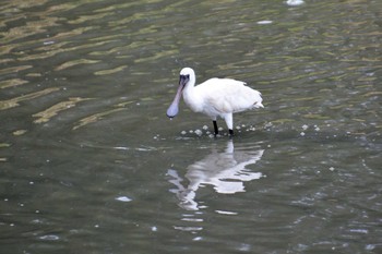 Fri, 9/2/2022 Birding report at 与根の三角池