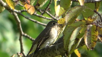 2021年9月23日(木) 南部丘陵公園の野鳥観察記録