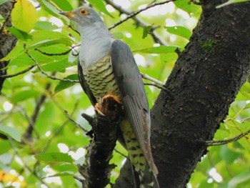 2022年9月3日(土) 桜草公園の野鳥観察記録