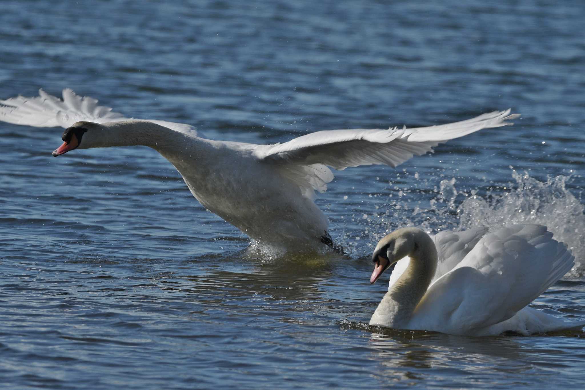 Photo of Mute Swan at  by くまのみ