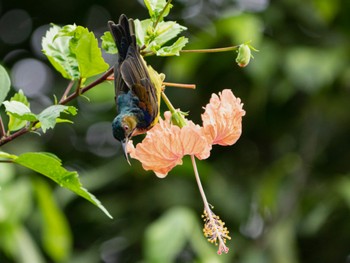 Brown-throated Sunbird Pasir Ris Park (Singapore) Sat, 9/3/2022