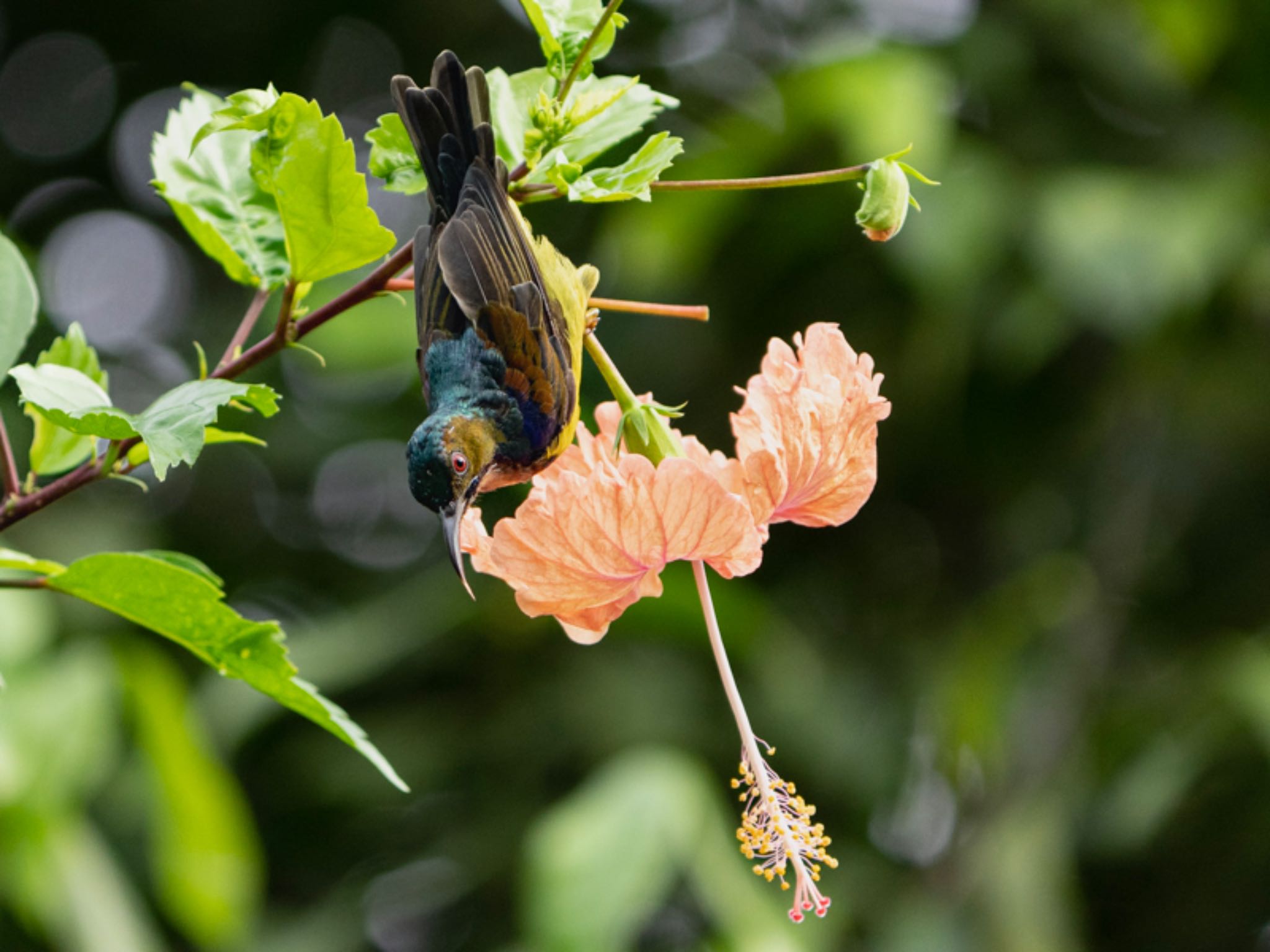 Brown-throated Sunbird