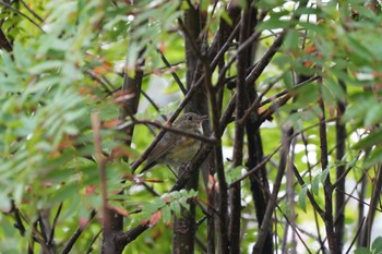 Red-flanked Bluetail 長野 Sat, 9/3/2022