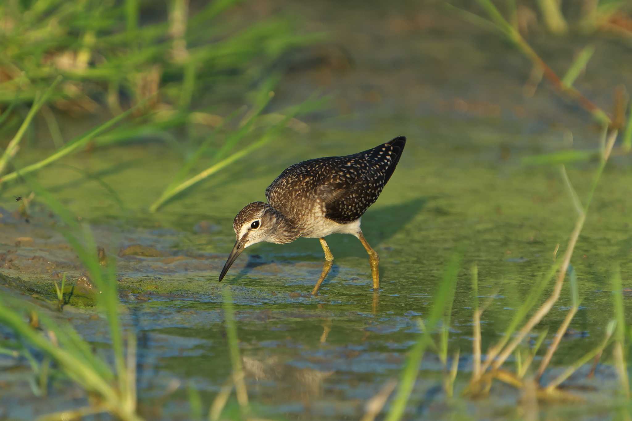 Wood Sandpiper