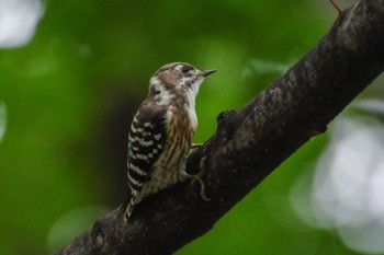 Japanese Pygmy Woodpecker 都内市街地 Sat, 9/3/2022