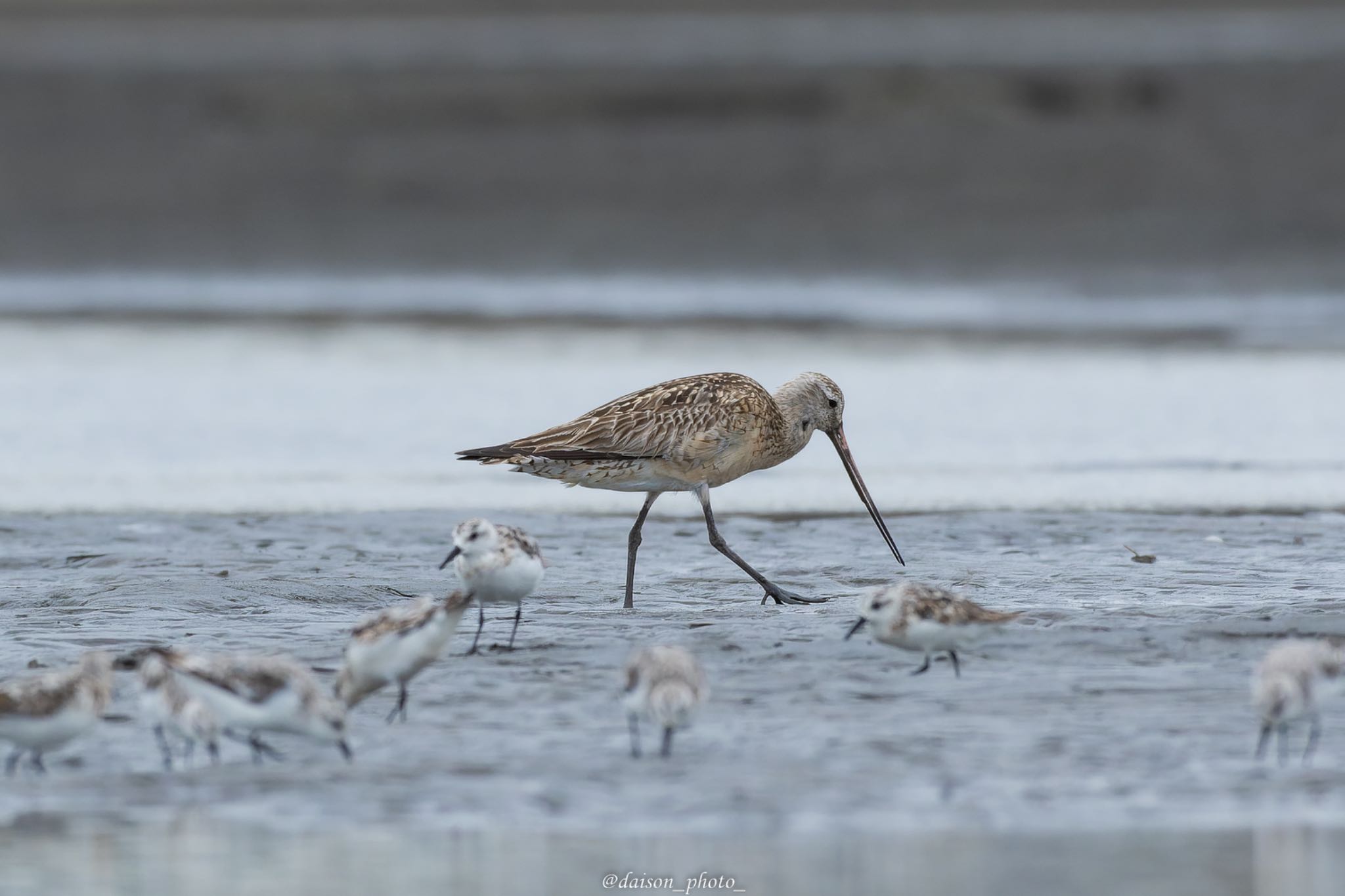 Bar-tailed Godwit