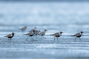 ダイゼン ふなばし三番瀬海浜公園 2022年8月29日(月)