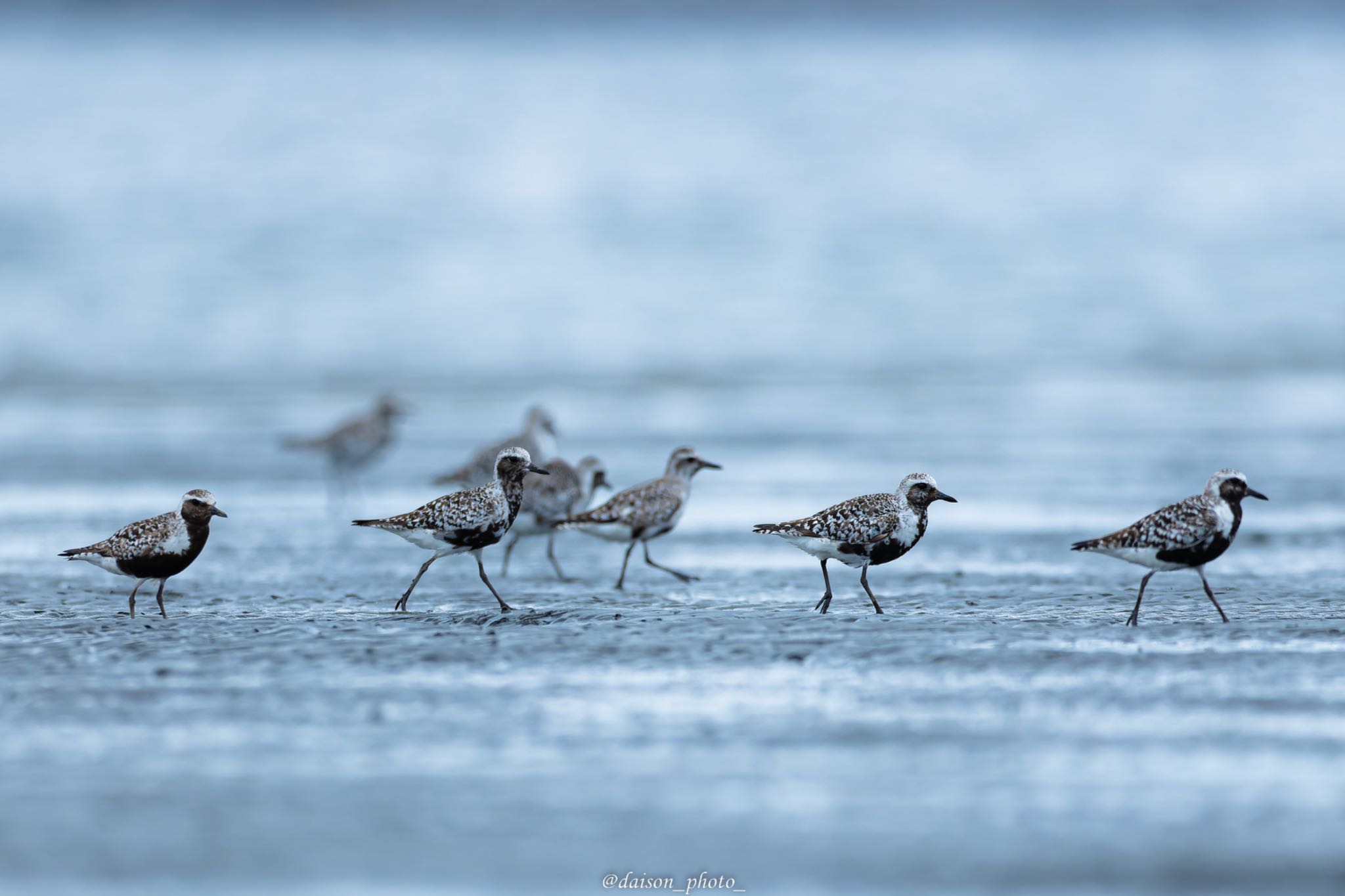 Grey Plover