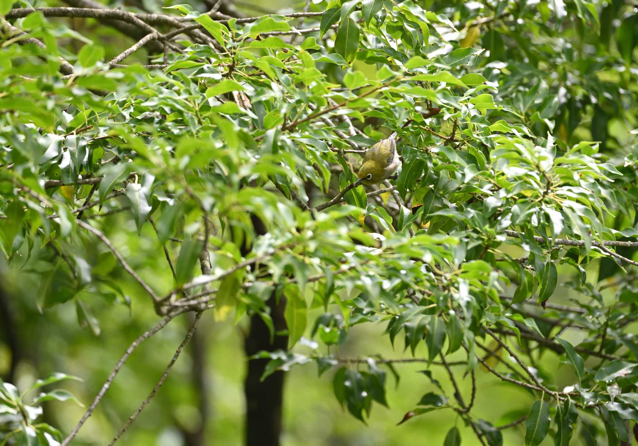 西湖野鳥の森公園 メジロの写真 by 塩コンブ