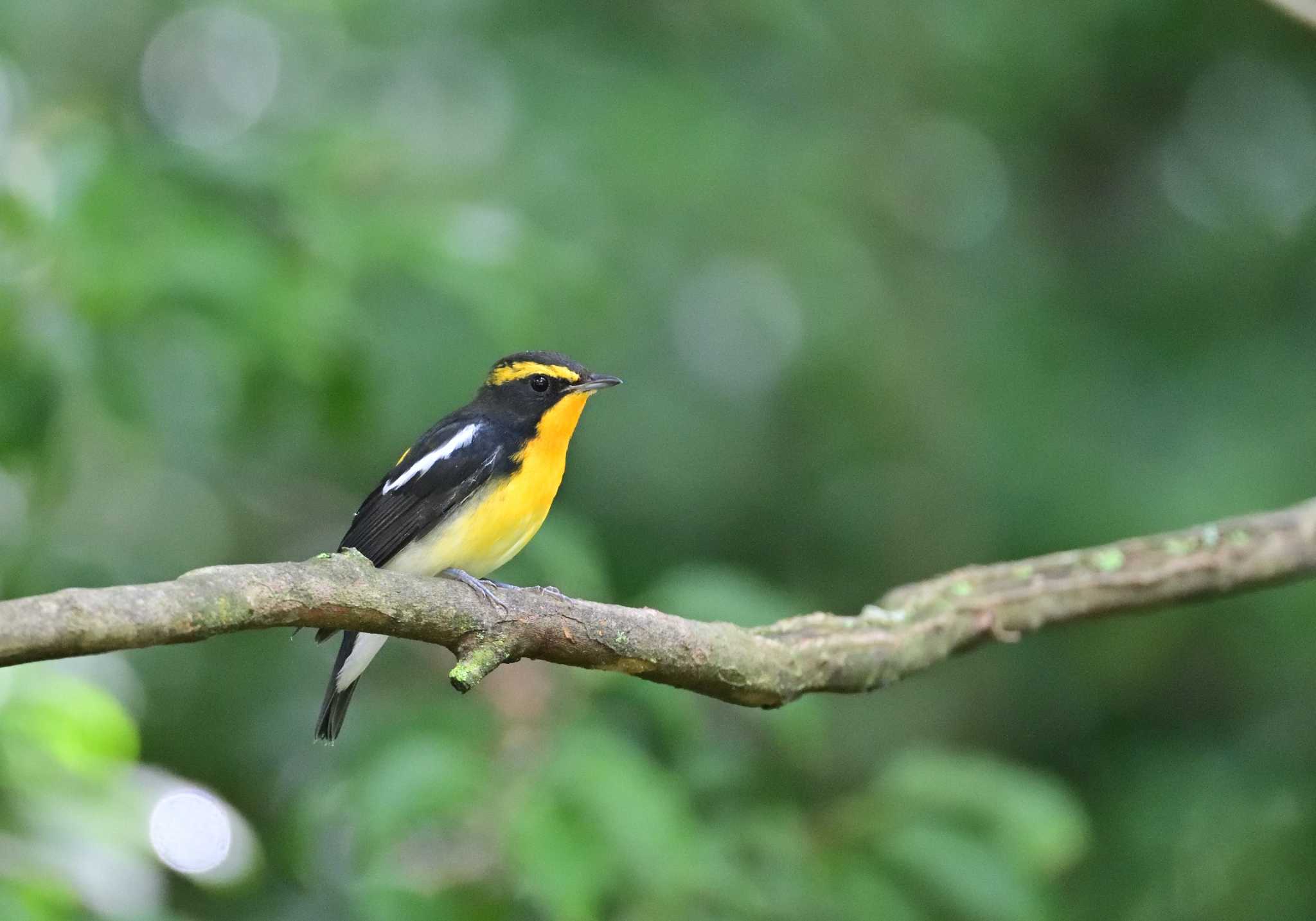 西湖野鳥の森公園 キビタキの写真 by 塩コンブ