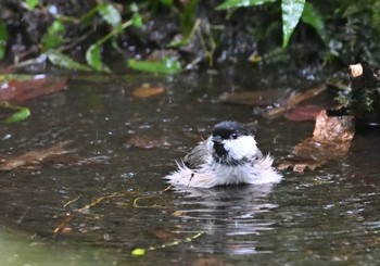 2022年9月3日(土) 西湖野鳥の森公園の野鳥観察記録