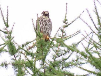 2022年9月3日(土) 札幌市南区藤野の野鳥観察記録