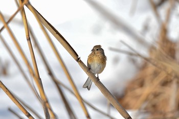 ベニマシコ 秋ヶ瀬公園 2018年1月30日(火)