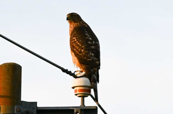 Eurasian Goshawk 上富良野町 Sat, 9/3/2022