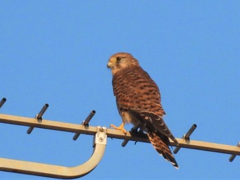 2022年9月3日(土) 見沼たんぼの野鳥観察記録