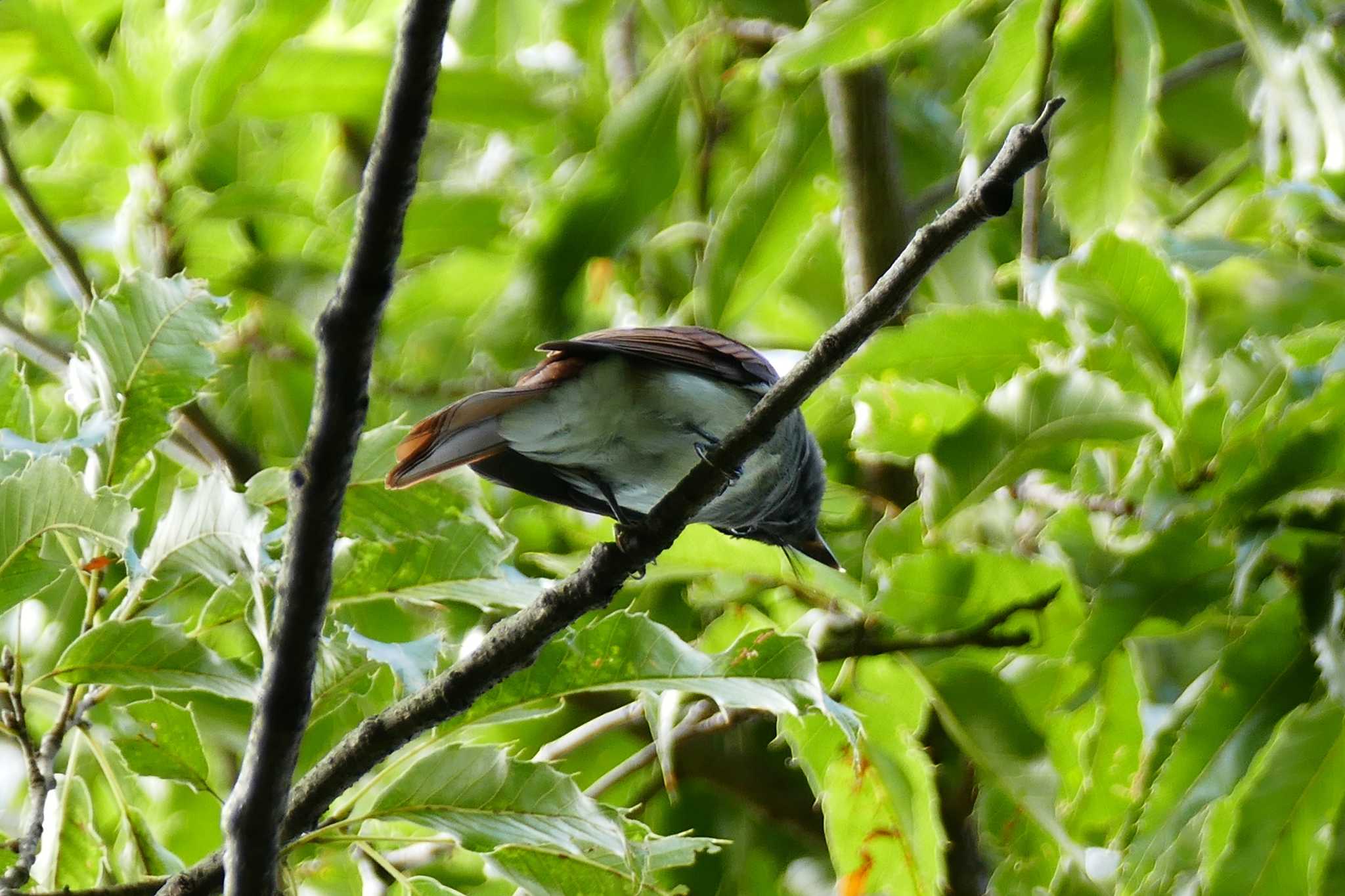 Photo of Black Paradise Flycatcher at 赤羽自然観察公園 by アカウント5509