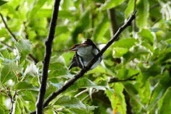 Black Paradise Flycatcher 赤羽自然観察公園 Sat, 9/3/2022