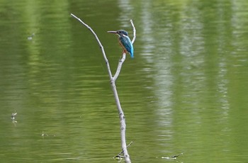 2022年9月3日(土) 万代池の野鳥観察記録