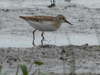 2022年9月3日(土) 伊佐沼の野鳥観察記録