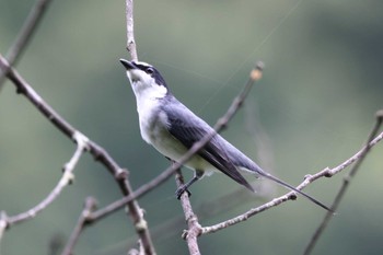 2022年9月3日(土) 早戸川林道の野鳥観察記録